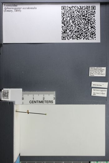 Media type: image;   Entomology 544300